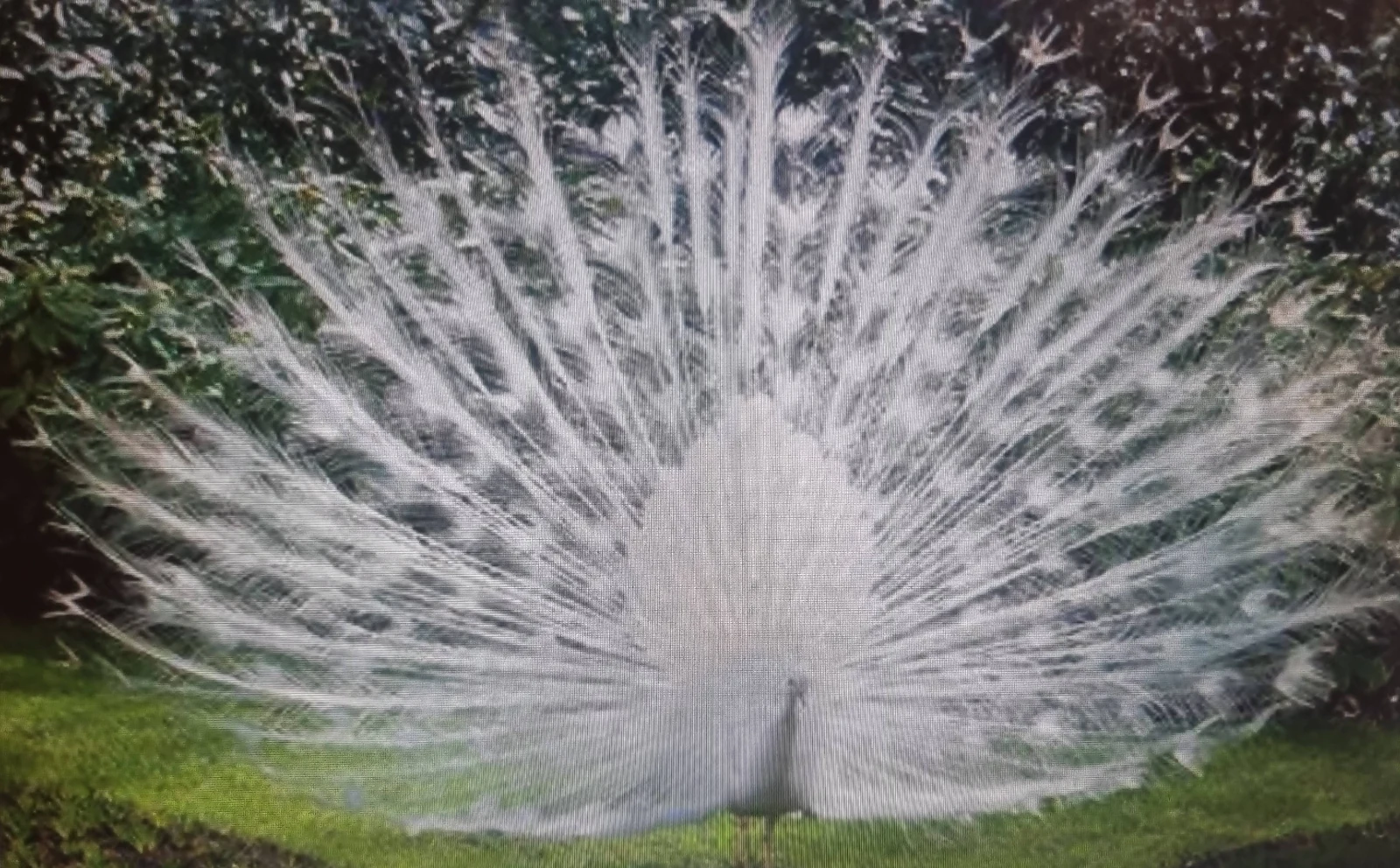 White peacock